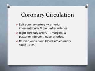 Comprehensive Overview of the Human Heart: Anatomy, Function, and ...