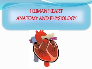 HUMAN HEART
ANATOMY AND PHYSIOLOGY
 