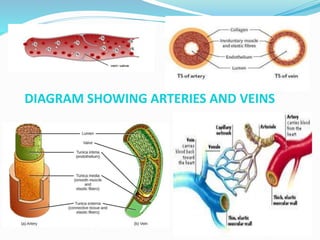 DIAGRAM SHOWING ARTERIES AND VEINS
 