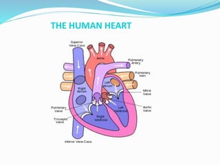 THE HUMAN HEART
 