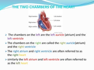 THE TWO CHAMBERS OF THE HEART
 The chambers on the left are the left auricle (atrium) and the
left ventricle
 The chambers on the right are called the right auricle(atrium)
and the right ventricle
 The right atrium and right ventricle are often referred to as
the right heart
 similarly the left atrium and left ventricle are often referred to
as the left heart
 