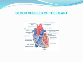 BLOOD VESSELS OF THE HEART
 