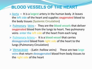 BLOOD VESSELS OF THE HEART
 Aorta – It is a largest artery in the human body .It leaves
the left side of the heart and supplies oxygenated blood to
the body tissues (Systemic Circulation)
 Pulmonary Veins - They are the blood vessels that deliver
oxygenated blood from the lungs to heart. Two pulmonary
veins enter the left side of the heart from each lung
 Pulmonary Artery - It is a blood vessel that carries
deoxygenated blood from right side of the heart to the
lungs (Pulmonary Circulation)
 Venacavae - (Latin :hollow veins) These are two large
veins that return deoxygenated blood from body tissues to
the right side of the heart
 