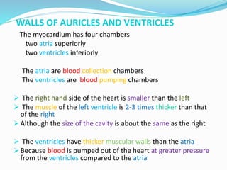 WALLS OF AURICLES AND VENTRICLES
The myocardium has four chambers
two atria superiorly
two ventricles inferiorly
The atria are blood collection chambers
The ventricles are blood pumping chambers
 The right hand side of the heart is smaller than the left
 The muscle of the left ventricle is 2-3 times thicker than that
of the right
 Although the size of the cavity is about the same as the right
 The ventricles have thicker muscular walls than the atria
 Because blood is pumped out of the heart at greater pressure
from the ventricles compared to the atria
 