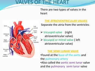 VALVES OF THE HEART
There are two types of valves in the
heart
THE ATRIOVENTRICULAR VALVES
Separate the atria from the ventricles
 tricuspid valve (right
atrioventricular valve)
 bicuspid or mitral valve ( left
atrioventricular valve)
THE SEMI LUNAR VALVE
•Found at the base of the aorta and
the pulmonary artery
•Also called the aortic semi lunar valve
and the pulmonary semi lunar valve
 