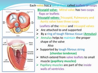 Leaflets of the mitral and tricuspid valves
 Are attached to and supported
 By a ring of tough fibrous tissue (Annulus)
 Annulus helps to maintain the proper
shape of the valve
Also
 Supported by tough fibrous string
(chordae tendenae)
 Which extend from valve leaflets to small
muscle (papillary muscles)
 Papillary muscles are part of the inside
walls of ventricles
Each valve has a set of flaps called leaflets or cusps
Bicuspid valve- Mitral valve has two cusps
flaps or leaflets
Tricuspid valves- Tricuspid, Pulmonary and
Aortic valve have three cusps
 
