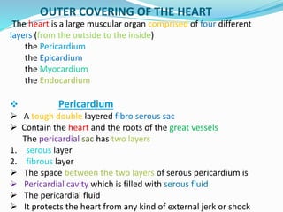 OUTER COVERING OF THE HEART
The heart is a large muscular organ comprised of four different
layers (from the outside to the inside)
the Pericardium
the Epicardium
the Myocardium
the Endocardium
 Pericardium
 A tough double layered fibro serous sac
 Contain the heart and the roots of the great vessels
The pericardial sac has two layers
1. serous layer
2. fibrous layer
 The space between the two layers of serous pericardium is
 Pericardial cavity which is filled with serous fluid
 The pericardial fluid
 It protects the heart from any kind of external jerk or shock
 