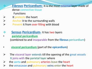  Fibrous Pericardium- It is the most external layer made of
dense connective tissue
Functions
 It protects the heart
 Anchor it to the surrounding walls
 Prevent it from over filling with blood
 Serous Pericardium- It has two layers
• parietal pericardium
(combined to and inseparable from the fibrous pericardium)
• visceral pericardium (part of the epicardium)
 The visceral layer extends till the opening of the great vessels
It joins with the parietal layer where
 the aorta and pulmonary arteries leave the heart
 the venacavae and pulmonary veins enter the heart
 
