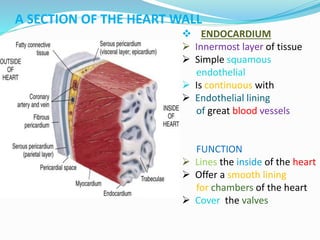  ENDOCARDIUM
 Innermost layer of tissue
 Simple squamous
endothelial
 Is continuous with
 Endothelial lining
of great blood vessels
FUNCTION
 Lines the inside of the heart
 Offer a smooth lining
for chambers of the heart
 Cover the valves
A SECTION OF THE HEART WALL
 