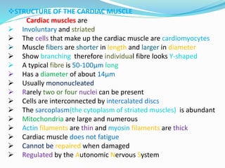 STRUCTURE OF THE CARDIAC MUSCLE
Cardiac muscles are
 Involuntary and striated
 The cells that make up the cardiac muscle are cardiomyocytes
 Muscle fibers are shorter in length and larger in diameter
 Show branching therefore individual fibre looks Y-shaped
 A typical fibre is 50-100μm long
 Has a diameter of about 14μm
 Usually mononucleated
 Rarely two or four nuclei can be present
 Cells are interconnected by intercalated discs
 The sarcoplasm(the cytoplasm of striated muscles) is abundant
 Mitochondria are large and numerous
 Actin filaments are thin and myosin filaments are thick
 Cardiac muscle does not fatigue
 Cannot be repaired when damaged
 Regulated by the Autonomic Nervous System
 