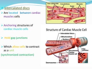  Intercalated discs
 Are located between cardiac
muscles cells
 Anchoring structures of
cardiac muscle cells
 Hold gap junctions
 Which allow cells to contract
as a unit
(synchronized contraction)
 