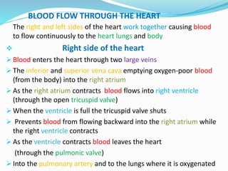 BLOOD FLOW THROUGH THE HEART
The right and left sides of the heart work together causing blood
to flow continuously to the heart lungs and body
 Right side of the heart
 Blood enters the heart through two large veins
 The inferior and superior vena cava emptying oxygen-poor blood
(from the body) into the right atrium
 As the right atrium contracts blood flows into right ventricle
(through the open tricuspid valve)
 When the ventricle is full the tricuspid valve shuts
 Prevents blood from flowing backward into the right atrium while
the right ventricle contracts
 As the ventricle contracts blood leaves the heart
(through the pulmonic valve)
 Into the pulmonary artery and to the lungs where it is oxygenated
 
