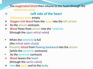 The oxygenated blood then returns to the heart through the
pulmonary veins
 Left side of the heart
Pulmonary veins empty
 Oxygen-rich blood from the lungs into the left atrium
 As the atrium contracts
 Blood flows from atrium into the ventricle
(through the open mitral valve)
• When the ventricle is full
(the mitral valve shuts)
 Prevents blood from flowing backward into the atrium
(while the ventricle contracts)
• As the ventricle contracts
 Blood leaves the heart
(through the aortic valve)
 Into the aorta and to the body
 