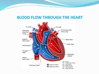 BLOOD FLOW THROUGH THE HEART
 