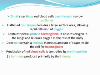  Small size- Helps red blood cells pass through narrow
capillaries
 Flattened disc shape- Provides a large surface area, allowing
rapid diffusion of oxygen
 Contains special protein haemoglobin- It absorbs oxygen in
the lungs and releases oxygen in the rest of the body
 Does not contain a nucleus-Increases amount of space inside
the cell for haemoglobin
 Production of red blood cells is controlled by erythropoietin
( a hormone produced primarily by the kidneys)
 