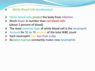  White Blood Cells (Leukocytes)
 White blood cells protect the body from infection
 Much fewer in number than red blood cells
(about 1 percent of blood)
 The most common type of white blood cell is the neutrophil
 Account for 55 to 70 percent of the total WBC count
 Each neutrophil lives less than a day
 So bone marrow constantly makes new neutrophils
 