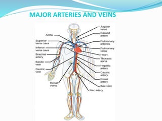 MAJOR ARTERIES AND VEINS
 