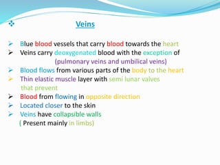  Veins
 Blue blood vessels that carry blood towards the heart
 Veins carry deoxygenated blood with the exception of
(pulmonary veins and umbilical veins)
 Blood flows from various parts of the body to the heart
 Thin elastic muscle layer with semi lunar valves
that prevent
 Blood from flowing in opposite direction
 Located closer to the skin
 Veins have collapsible walls
( Present mainly in limbs)
 