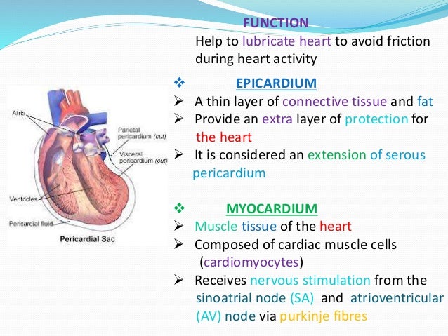 Human heart anatomy and physiology Part -1