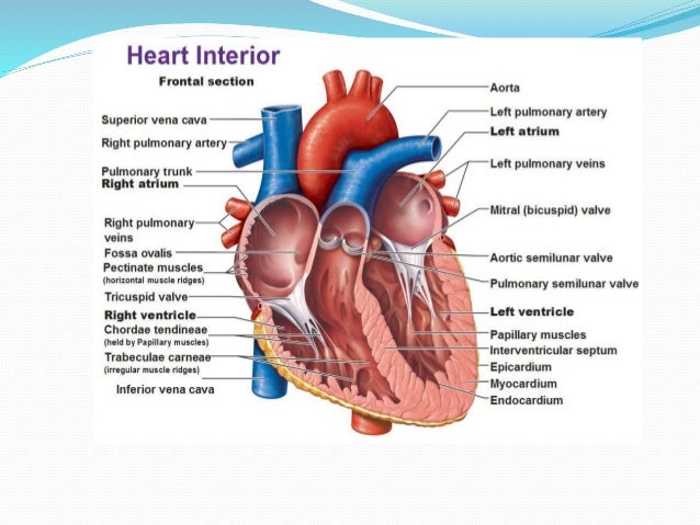 Human Heart Anatomy And Physiology Part 1 Human Heart Anatomy And Physiology Part 1