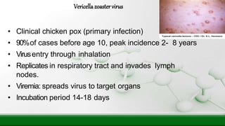 • Clinical chicken pox (primary infection)
• 90%of cases before age 10, peak incidence 2- 8 years
• Virusentry through inhalation
• Replicates in respiratory tract and invades lymph
nodes.
• Viremia: spreads virus to target organs
• Incubation period 14-18 days
Vericellazoastervirus
 