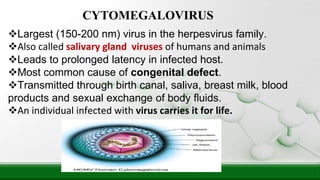 Largest (150-200 nm) virus in the herpesvirus family.
Also called salivary gland viruses of humans and animals
Leads to prolonged latency in infected host.
Most common cause of congenital defect.
Transmitted through birth canal, saliva, breast milk, blood
products and sexual exchange of body fluids.
An individual infected with virus carries it for life.
CYTOMEGALOVIRUS
 