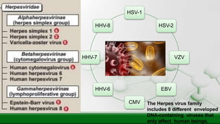 HSV-1
HSV-2
VZV
EBV
CMV
HHV-6
HHV-7
HHV-8
The Herpes virus family
includes 8 different enveloped
DNA-containing viruses that
only affect human beings.
 