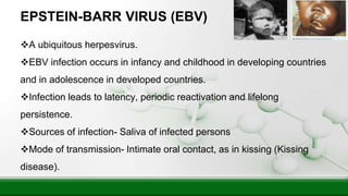 EPSTEIN-BARR VIRUS (EBV)
A ubiquitous herpesvirus.
EBV infection occurs in infancy and childhood in developing countries
and in adolescence in developed countries.
Infection leads to latency, periodic reactivation and lifelong
persistence.
Sources of infection- Saliva of infected persons
Mode of transmission- Intimate oral contact, as in kissing (Kissing
disease).
 