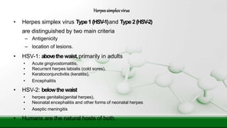 • Herpes simplex virus Type1(HSV-1)and Type2(HSV-2)
are distinguished by two main criteria
– Antigenicity
– location of lesions.
• HSV-1: abovethe waist,primarily in adults
• Acute gingivostomatitis,
• Recurrent herpes labialis (cold sores),
• Keratoconjunctivitis (keratitis),
• Encephalitis
• HSV-2: belowthewaist
• herpes genitalis(genital herpes),
• Neonatal encephalitis and other forms of neonatal herpes
• Aseptic meningitis
• Humans are the natural hosts of both.
Herpessimplexvirus
 