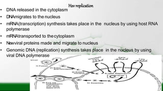 • DNA released in the cytoplasm
• DNAmigrates to the nucleus
• mRNA(transcription) synthesis takes place in the nucleus by using host RNA
polymerase
• mRNAtransported to thecytoplasm
• Newviral proteins made and migrate to nucleus
• Genomic DNA (replication) synthesis takes place in the nucleus by using
viral DNA polymerase
Hsv replication
 