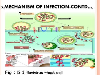 5.MECHANISM OF INFECTION-CONTD…,
Fig : 5.1 flavivirus –host cell
 