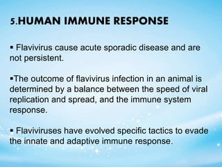 5.HUMAN IMMUNE RESPONSE
 Flavivirus cause acute sporadic disease and are
not persistent.
The outcome of flavivirus infection in an animal is
determined by a balance between the speed of viral
replication and spread, and the immune system
response.
 Flaviviruses have evolved specific tactics to evade
the innate and adaptive immune response.
 