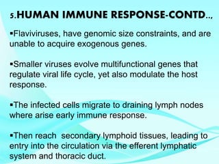5.HUMAN IMMUNE RESPONSE-CONTD..,
Flaviviruses, have genomic size constraints, and are
unable to acquire exogenous genes.
Smaller viruses evolve multifunctional genes that
regulate viral life cycle, yet also modulate the host
response.
The infected cells migrate to draining lymph nodes
where arise early immune response.
Then reach secondary lymphoid tissues, leading to
entry into the circulation via the efferent lymphatic
system and thoracic duct.
 