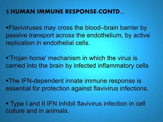5.HUMAN IMMUNE RESPONSE-CONTD..,
Flaviviruses may cross the blood–brain barrier by
passive transport across the endothelium, by active
replication in endothelial cells.
'Trojan horse' mechanism in which the virus is
carried into the brain by infected inflammatory cells
The IFN-dependent innate immune response is
essential for protection against flavivirus infections.
 Type I and II IFN inhibit flavivirus infection in cell
culture and in animals.
 
