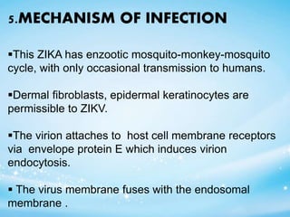 5.MECHANISM OF INFECTION
This ZIKA has enzootic mosquito-monkey-mosquito
cycle, with only occasional transmission to humans.
Dermal fibroblasts, epidermal keratinocytes are
permissible to ZIKV.
The virion attaches to host cell membrane receptors
via envelope protein E which induces virion
endocytosis.
 The virus membrane fuses with the endosomal
membrane .
 