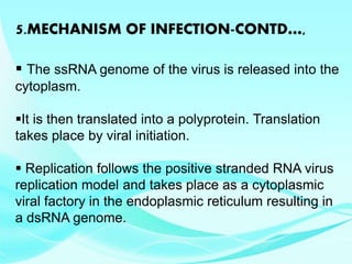 5.MECHANISM OF INFECTION-CONTD…,
 The ssRNA genome of the virus is released into the
cytoplasm.
It is then translated into a polyprotein. Translation
takes place by viral initiation.
 Replication follows the positive stranded RNA virus
replication model and takes place as a cytoplasmic
viral factory in the endoplasmic reticulum resulting in
a dsRNA genome.
 