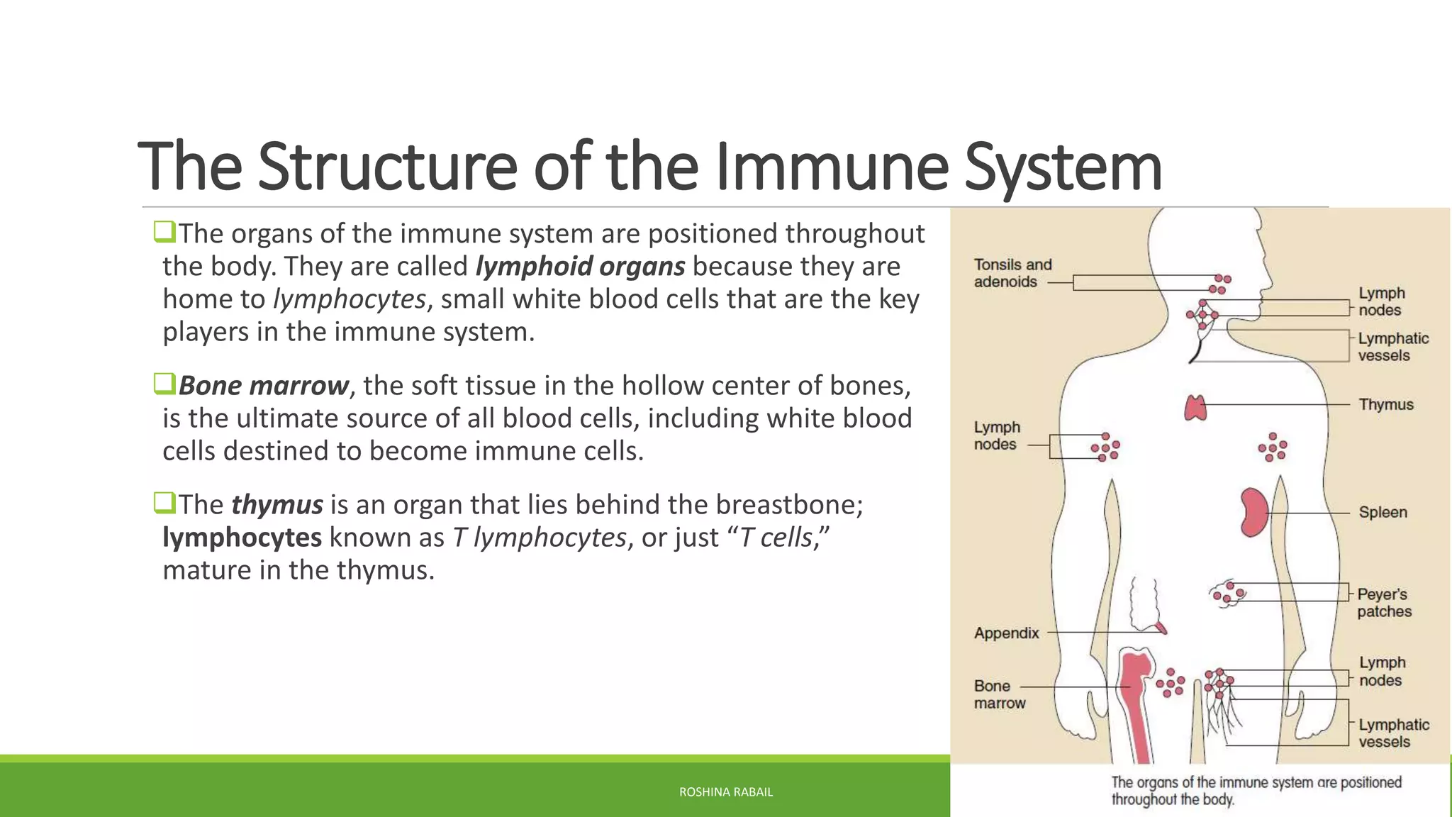 Human immune system PPSX