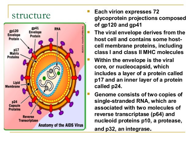 a report on the human immunodeficiency virus or hiv Read about hiv and aids hiv is a virus most commonly caught by having unprotected sex or sharing infected needles and other hiv (human immunodeficiency virus). a report on the human immunodeficiency virus or hiv Read about hiv and aids hiv is a virus most commonly caught by having unprotected sex or sharing infected needles and other hiv (human immunodeficiency virus).
