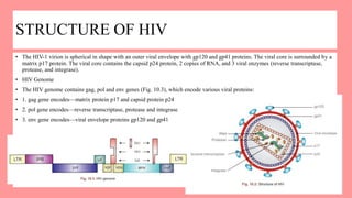 STRUCTURE OF HIV
• The HIV-1 virion is spherical in shape with an outer viral envelope with gp120 and gp41 proteins. The viral core is surrounded by a
matrix p17 protein. The viral core contains the capsid p24 protein, 2 copies of RNA, and 3 viral enzymes (reverse transcriptase,
protease, and integrase).
• HIV Genome
• The HIV genome contains gag, pol and env genes (Fig. 10.3), which encode various viral proteins:
• 1. gag gene encodes—matrix protein p17 and capsid protein p24
• 2. pol gene encodes—reverse transcriptase, protease and integrase
• 3. env gene encodes—viral envelope proteins gp120 and gp41
 