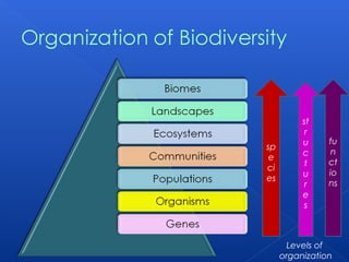 st
           r
          u     fu
sp
          c      n
 e
           t    ct
ci
          u     io
es
           r    ns
          e
          s



       Levels of
     organization
 