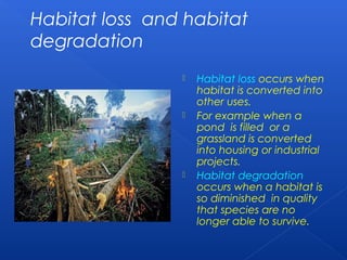 Habitat loss and habitat
degradation
                   Habitat loss occurs when
                    habitat is converted into
                    other uses.
                   For example when a
                    pond is filled or a
                    grassland is converted
                    into housing or industrial
                    projects.
                   Habitat degradation
                    occurs when a habitat is
                    so diminished in quality
                    that species are no
                    longer able to survive.
 