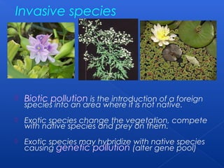 Invasive species




   Biotic pollution is the introduction of a foreign
    species into an area where it is not native.
   Exotic species change the vegetation, compete
    with native species and prey on them.
   Exotic species may hybridize with native species
    causing genetic pollution (alter gene pool)
 