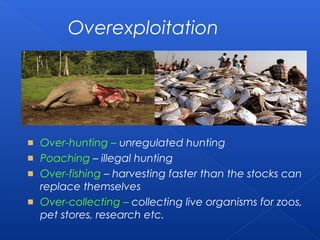 Overexploitation




Over-hunting – unregulated hunting
Poaching – illegal hunting
Over-fishing – harvesting faster than the stocks can
replace themselves
Over-collecting – collecting live organisms for zoos,
pet stores, research etc.
 