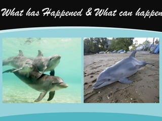 What has Happened & What can happen

 