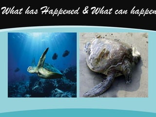 What has Happened & What can happen

 