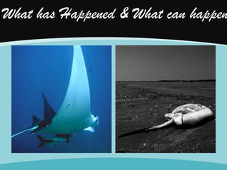 What has Happened & What can happen

 