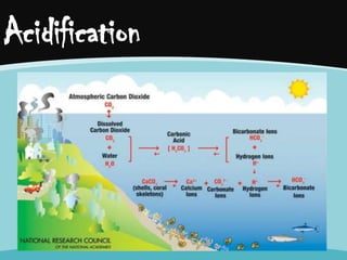 Acidification

 