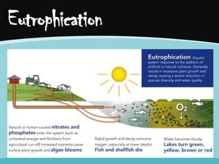 Eutrophication

 