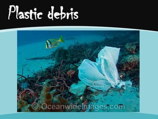 Plastic debris

 