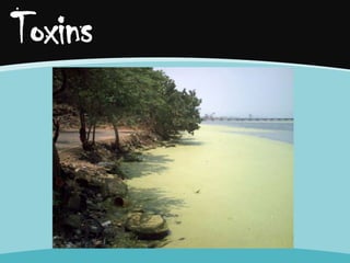 Toxins

 